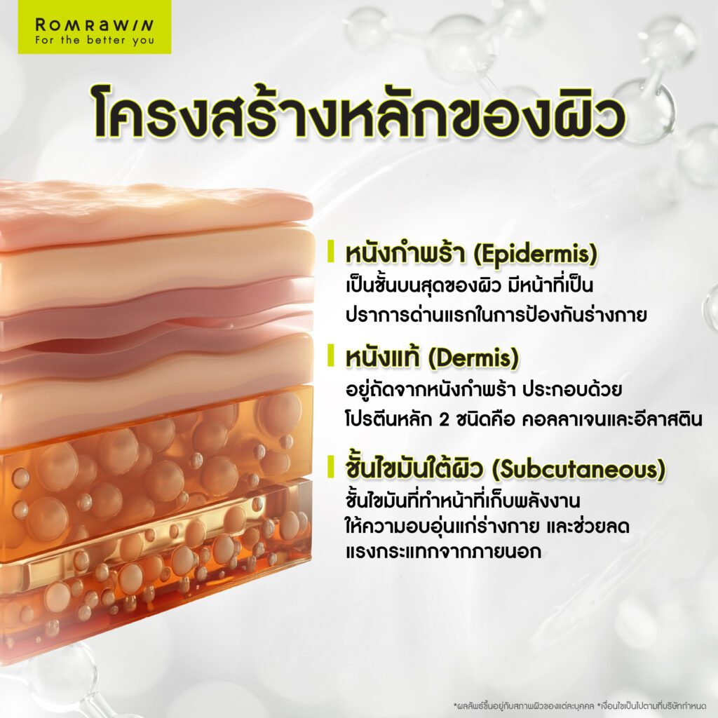 โครงสร้างของผิวหนังและสาเหตุของความหย่อนคล้อย