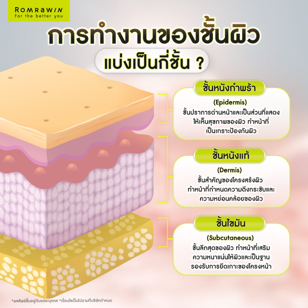 สามารถแบ่งการทำงานของชั้นผิวออกเป็น 3 ชั้นได้ดังนี้