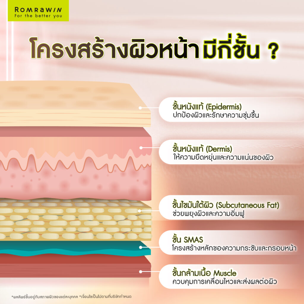 ชั้นกล้ามเนื้อ Muscle คืออะไร? โครงสร้างสำคัญที่มีผลต่อความกระชับของผิวหน้า 2 โครงสร้างผิวหน้าโดยรวม มีกี่ชั้น?
