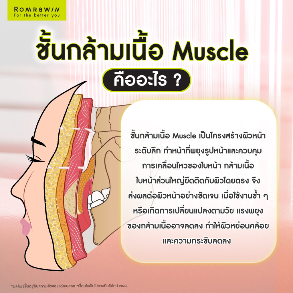 ชั้นกล้ามเนื้อ Muscle คืออะไร? โครงสร้างสำคัญที่มีผลต่อความกระชับของผิวหน้า 3 ชั้นกล้ามเนื้อ Muscle คืออะไร?