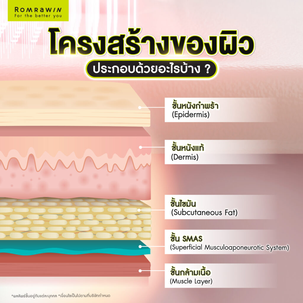 ลดแก้ม ลดเหนียง แนวทางดูแลรูปหน้าให้ได้สัดส่วนและดูอ่อนโยนขึ้น 2 เข้าใจโครงสร้างผิว ก่อนเริ่มลดแก้ม ลดเหนียง