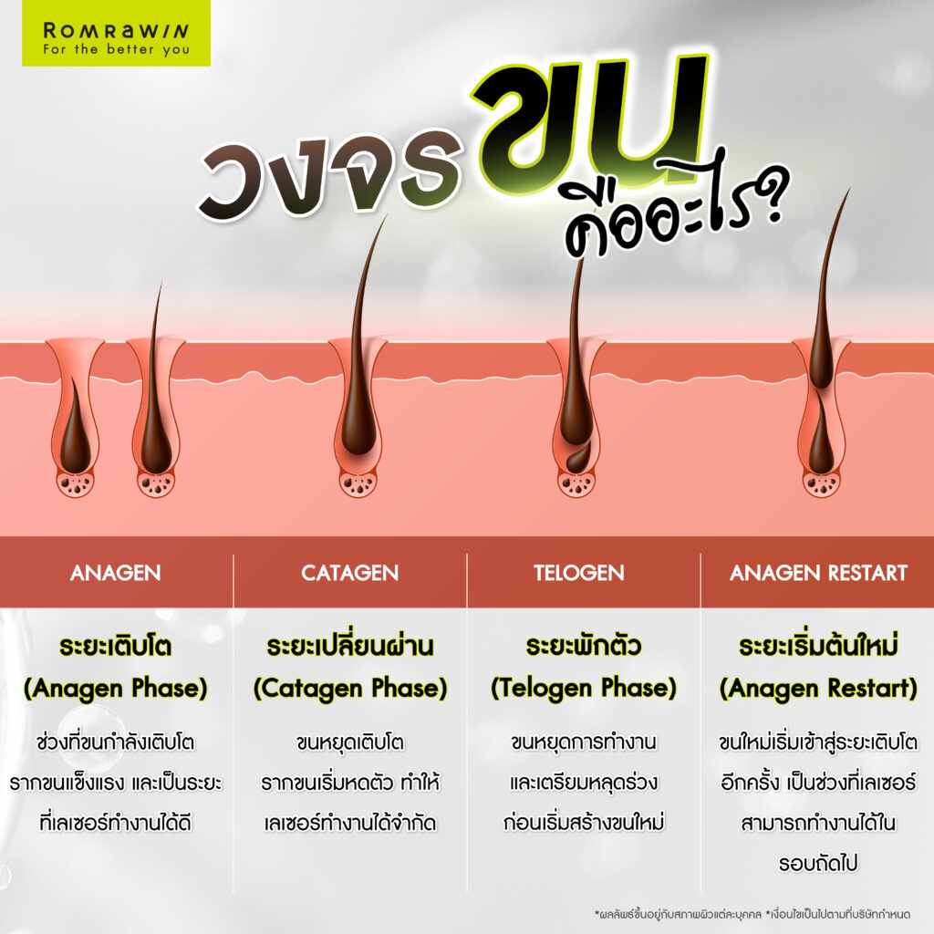 กำจัดหนวด เลเซอร์หนวดอย่างมั่นใจ ยับยั้งวงจรขนเกิดใหม่ 4 วงจรขนคืออะไร? ทำไมต้องกำจัดหนวดหลายครั้ง