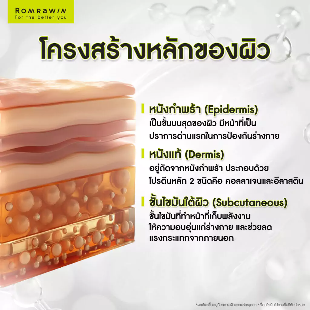 โครงสร้างของผิวหนังและสาเหตุของความหย่อนคล้อย